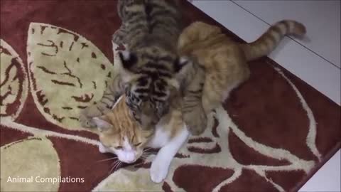 Cute Baby Tiger Cubs Playing