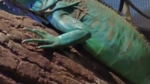 Unique Rare Reptiles 独特的稀有爬行动物 #reelsviralシ #tranding #viralvideo