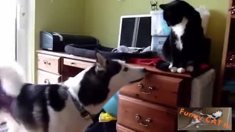 Cats and Dogs Meeting Each other For The First Time episode