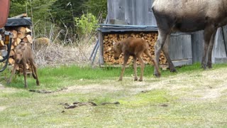 Twin Moose Calves Playing