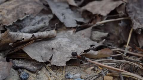 The European Wood Ant -Short Documentary.