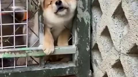 The funny, fake moment of the dog with its head stuck in the door