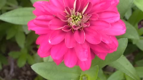 Zinnia