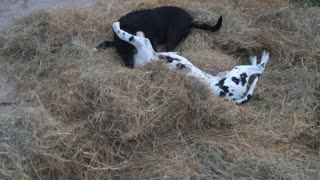 Puppies rolling and playing in the hay