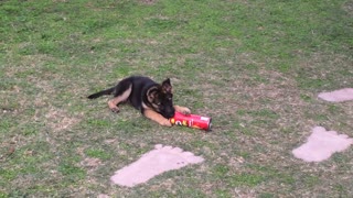 German Shepherd puppy playing with pringles