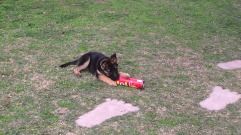 German Shepherd puppy playing with pringles