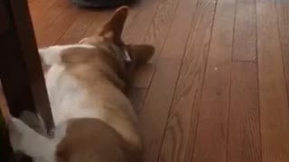 Brown sleeping corgi scared by roomba wood floor
