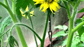 ➽ Seedlings tomato "Wild Rose" | ➽ Рассада помидор «Дикая Роза»