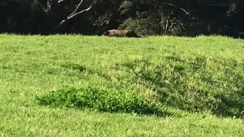 Large Cat Spotted on the Lawn