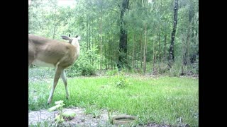 South East Texas Backyard Wildlife Garden 70