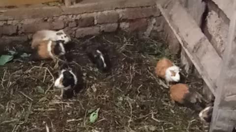 the guinea pigs are gathering in the cage