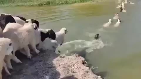 swimming sheep