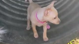 Miley tried out the tunnel at the dog park