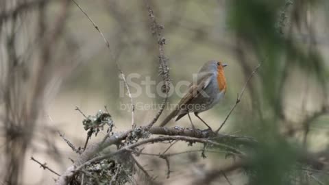 Singing nightingale. The best bird song# Birds-of-Paradise Project Introduction