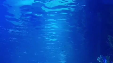 shark in soltwater aquariam