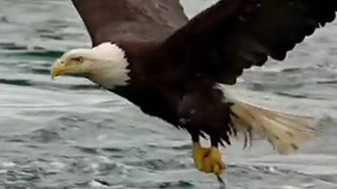 Successful hunting of the fish-eating eagle