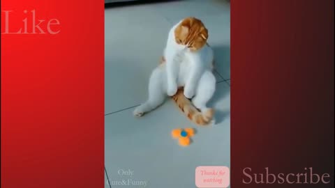 funny surper cat