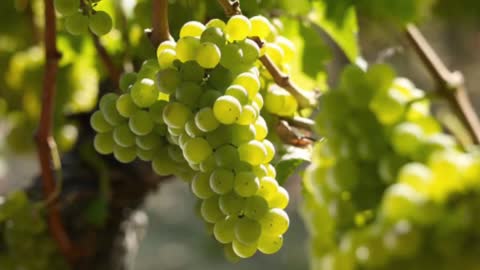Top 10 Most Expensive White Wine in the World