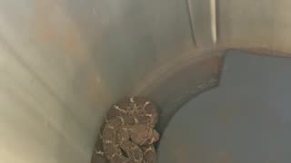 A better view of the Diamondback Rattler I named Rattles