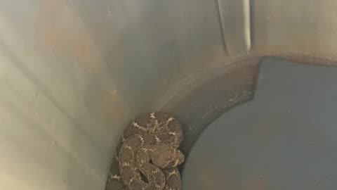 A better view of the Diamondback Rattler I named Rattles