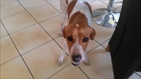 My dog ​​goes crazy - funny video