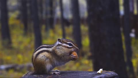 Little squirrels eat nuts