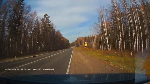 Falling Tree Causes Two Cars to Crash