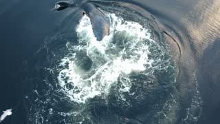 Whale Breaches Through Bubble Ring