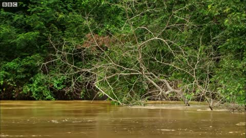 Caiman Attacks Family Of Otters | Wild Brazil | BBC Earth