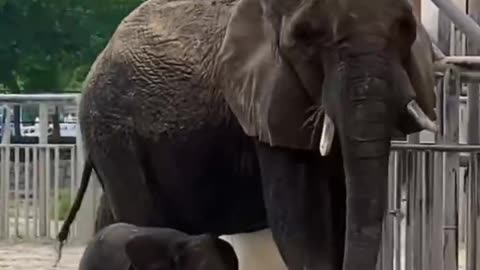 The elephant family