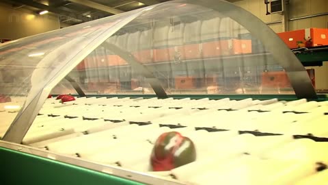 Awesome Greenhouse Bell Pepper Farming - Modern Greenhouse Agriculture Technology