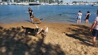 A Day at the Beach for Dogs