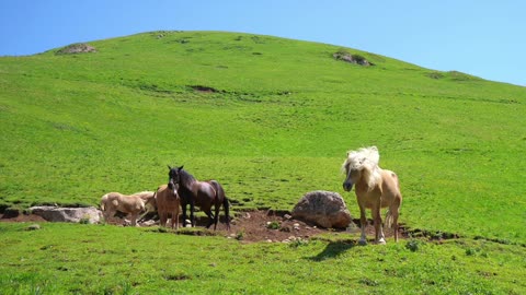 Horse pasture foal horse eating grass