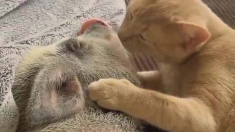 Cat gives little pig morning kisses