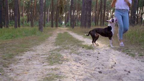 Girl playing with her dog in the forest at sunset