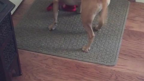 Dog with pink bandana picks up red leash and walks itself