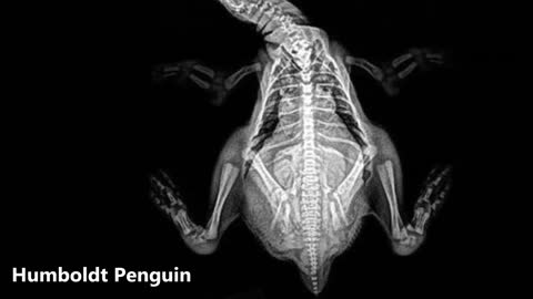 Beautiful Images of Animals In X-Ray