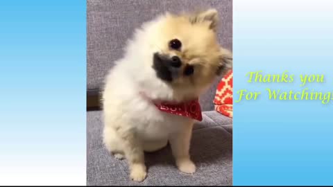 Cute pets and best funney animals compilation 16pets garden