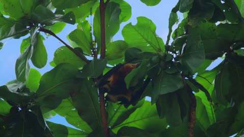 Large flying fox hangs out of a branch. Huge Bat from Mauritius. Green background