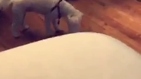 White dog gets heard stuck in cup