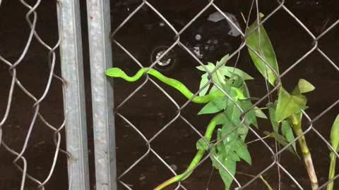 This is amazing green snake to visit me