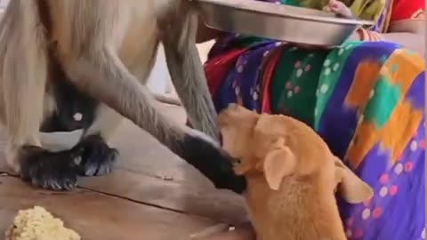 Monkey beby kya kha