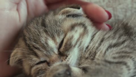 Kitten getting affection from its owner