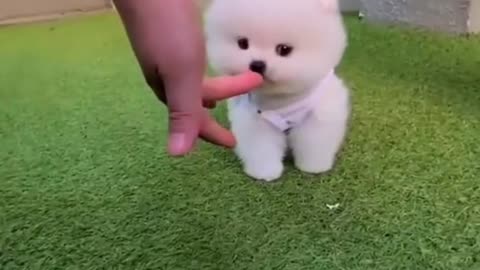 Cute Baby Dog Playing Videos 2022 #Shorts #YoutubeShorts #Trending