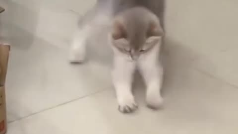 Cute Funny Cat