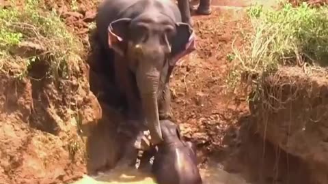 Elephant never give up on her children's