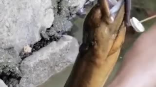 #Shorts​​​​​​​​​​​​​​​​​​​ Unique Fishing 🧐 Catching Yellow Monster Eel Fish From Under Deep Mud #6