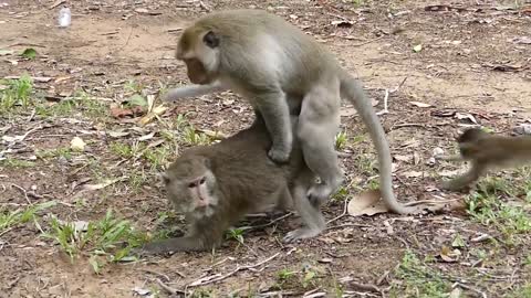 Abuse Badly ! Big old monkey is Forced & Abuse on small monkey no mercy terrible, Small monkey hurt