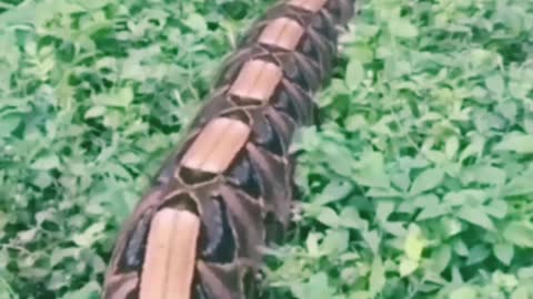 The most popular snake videos Short training videos