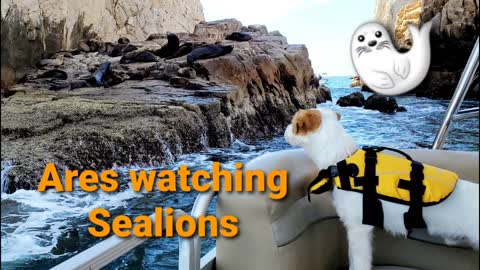 Ares sees some Sealions